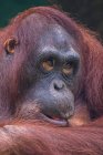 Retrato de um orangotango masculino, Indonésia — Fotografia de Stock