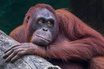 Portrait d'un orang-outan mâle, Indonésie — Photo de stock