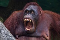 Portrait of a male orangutan with an open mouth, Indonesia — Stock Photo