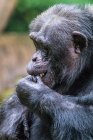 Portrait d'un chimpanzé africain avec la main sur la bouche, Indonésie — Photo de stock