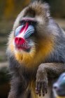 Retrato de um macho de macaco-mandril, Indonésia — Fotografia de Stock