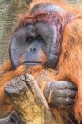 Retrato de un orangután masculino, Borneo, Indonesia - foto de stock
