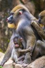 Portrait of a mandrill family, Indonesia — Stock Photo
