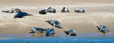 Seals on the beach, Highlands, Écosse, Royaume-Uni — Photo de stock