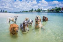 Группа собак, стоящих в океане, Флорида, США — стоковое фото