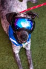 Porträt eines Hundes, der mit Schutzbrille und Kreisel im Gras liegt — Stockfoto