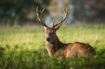 Portrait of a red deer stag lying in grass, Indiana, USA — Stock Photo