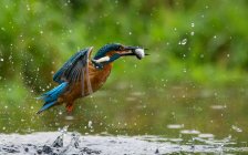 Male kingfisher catching fish, Indiana, USA — Stock Photo