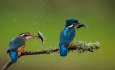 Two kingfishers on branch with catch of fish, Indiana, USA — Stock Photo