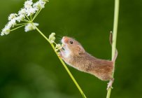 Colheita do mouse escalada em uma flor em um campo, Indiana, EUA — Fotografia de Stock
