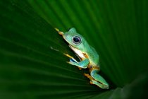 Яванская древесная лягушка на листе, Индонезия — стоковое фото