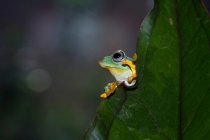 Яванская древесная лягушка на листе, Индонезия — стоковое фото