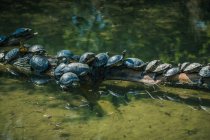 Fila de tartarugas em um ramo em um rio, França — Fotografia de Stock