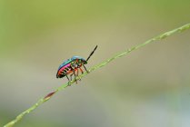 Nahaufnahme eines Käfers an einer Pflanze, Indonesien — Stockfoto