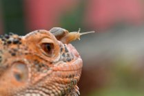 Мініатюрний равлик на голові ящірки (Індонезія). — стокове фото