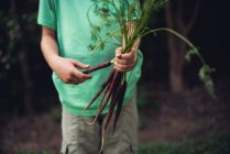 Хлопчик, що стоїть у саду, тримаючи свіжо підібраних фіолетових морквин (США). — стокове фото