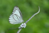 Retrato de uma borboleta em uma flor, Indonésia — Fotografia de Stock