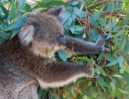Коала, сидящая на дереве и поедающая листья гумна, Австралия — стоковое фото