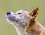 Retrato de un dingo australiano, Australia - foto de stock