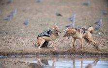 Deux chacals au dos noir se battant par un trou d'eau, Afrique du Sud — Photo de stock