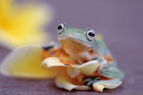 Wallace's flying frog on a yellow frangipani flower, Indonesia — Stock Photo
