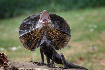 Silbido de lagarto con cuello de volante, Indonesia - foto de stock