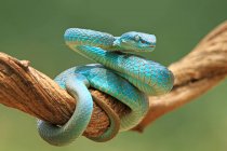 Serpente vipera blu arrotolato su un ramo, Indonesia — Foto stock