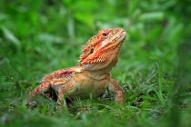 Рыжий бородатый дракон, стоящий в траве, Индонезия — стоковое фото