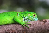 Green Iguana on a branch, Indonesia — Stock Photo