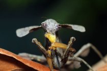 Стрибаючий павук їсть комаху, крупним планом — стокове фото