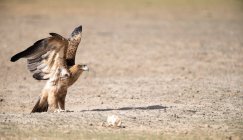 Tawny Eagle prestes a decolar, Deserto de Kalahari, África do Sul — Fotografia de Stock