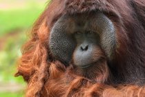 Retrato de un hombre adulto orangután, Indonesia - foto de stock