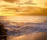 Vogel fliegt bei Sonnenuntergang über Strand, Perth, Westaustralien, Australien — Stockfoto