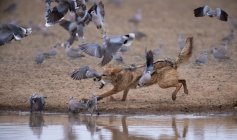 Black-back chacal caça pombas por um buraco de água, África do Sul — Fotografia de Stock