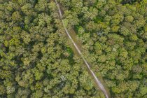 Veduta aerea di una strada attraverso la foresta, Great Otway National Park, Victoria, Australia — Foto stock