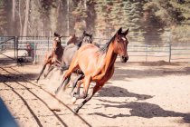 Horses Galloping Through Outdoor paddock, Sequoia National Forest, California, USA — Stock Photo
