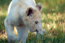 Filhote de leão branco caminhando no mato, África do Sul — Fotografia de Stock