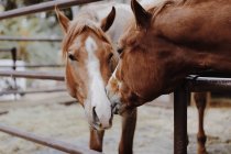 Dos caballos acurrucados, California, EE.UU. - foto de stock
