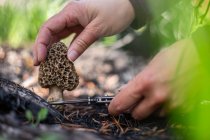 Woman foraging for wild morel mushrooms in forest, USA — Stock Photo