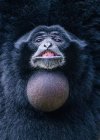 Portrait of a smiling Siamang, Indonesia — Stock Photo