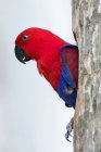 Портрет красного попугая-лори, сидящего на дереве, Индонезия — стоковое фото