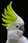 Portrait of a Yellow-crested cockatoo, Indonesia — Stock Photo