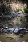 Row of turtles on a branch in a river, France — Stock Photo