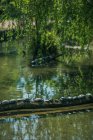 Row of turtles on a branch in a river, France — Stock Photo