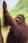 Portrait of a female orangutan, Indonesia — Stock Photo