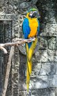 Macaw (Ara ararauna) on a branch, Indonesia — Stock Photo