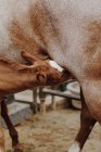 Жеребенок пьет молоко от матери, Калифорния, США — стоковое фото