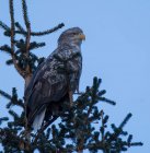 Águila de cola blanca en un árbol, Noruega - foto de stock