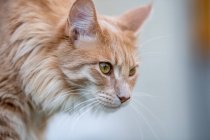 Portrait of a ginger Maine coon cat — Stock Photo