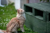 Кішка Мен Кун, що сидить у саду. — стокове фото